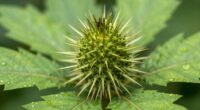 sensory experience of burrs
