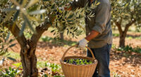 Sting Grows Olives, Vegetables And Produces Wine At His 900-Acre Tuscany Estate. British Singer Reveals Ho